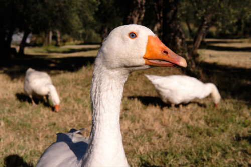 animali